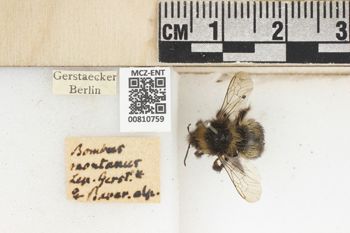Media type: image;   Entomology 810759 Aspect: labels